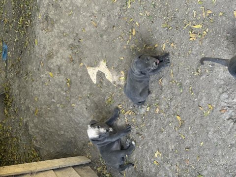 A kalite cane corso yavrularımız yeni yuvasını arıyor