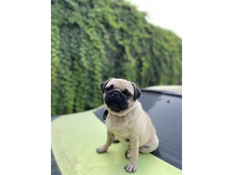 Safkan dişi pug gaziantep