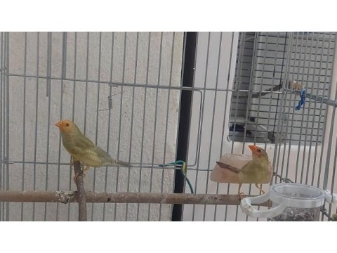 Star finch yıldız ispinozu