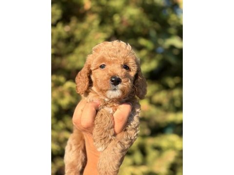 Sevimli maltipoo yavrular aile dostu ve tüy dökmez