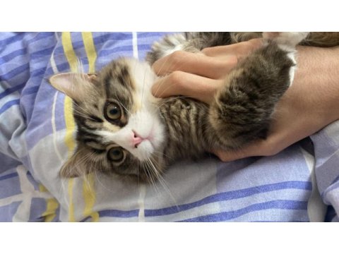 Chinchilla 7 aylık