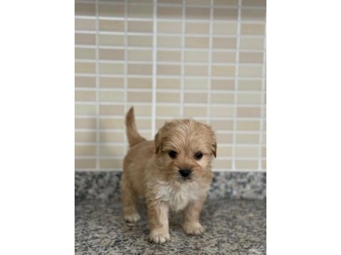 3 aylık dişi maltipoo