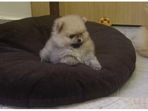 Pomeranian boo yavru köpeği