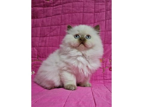 Cinnamon tarçın kahverengi british longhair yavrular