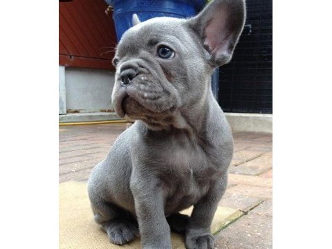 Blue exotic dişi erkek french bulldog yavrularımız