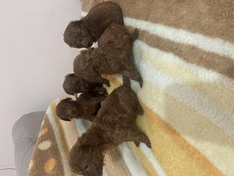 A kaliteli kilo boy garantili toy poodle yavrular
