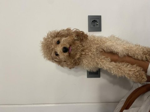 Has birinci kalite toy poodle