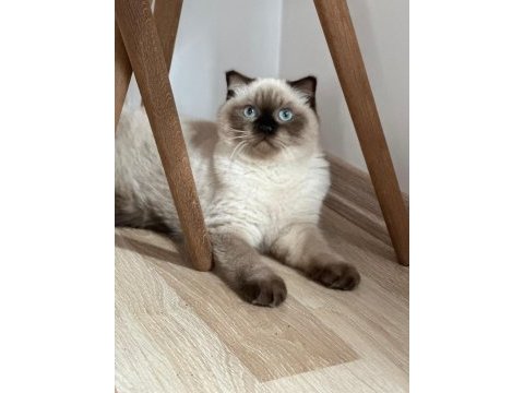 2 yaşında blue point scottish fold