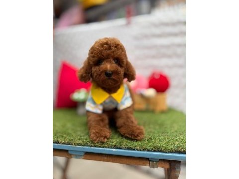Orjinal toy poodle yavrumuz 