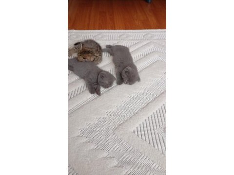 Scottish fold minikler hazır