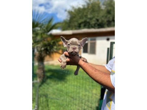 Mükemmel kalite french bulldog yavru
