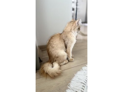 5 aylık dişi by11 semilong scr belgesi mevcut