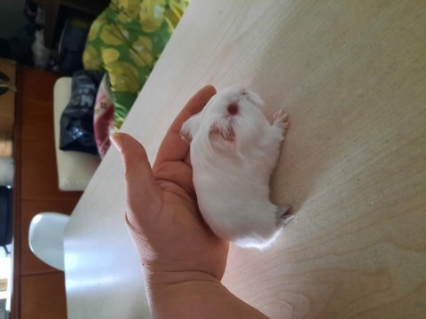 Beyaz sheltie ginepig yavrularımız