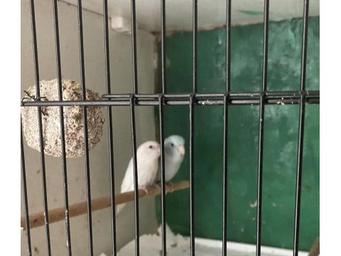 Hazır yavru veren kalite mutasyon kaliteli takım forpus