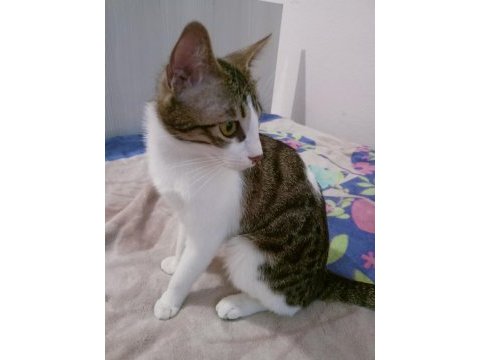 Ücretsiz dişi kedi sahiplendirilecektir tekir