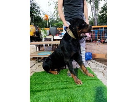 1 buçuk yaşındaki aktif erkek rottweiler