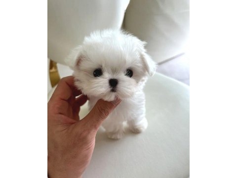 Korea maltese terrier cep boy