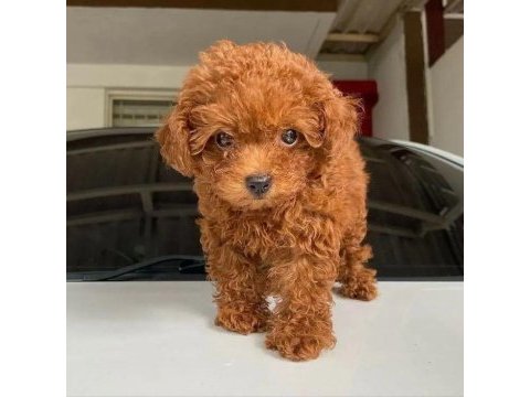 Sağlık ve ırk garantili minik bebeklerimiz toy poodle