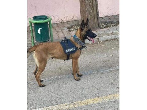 Belçika malinois köpeği