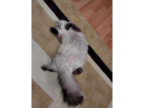 British longhair prenses