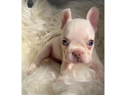 Ev bakımı french bulldog yavrularım