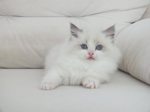 Full şecereli ragdoll yavruları