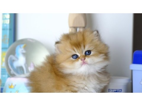 British longhair golden top kafa yavrumuz