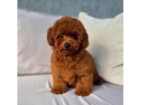 Kore teacup poodle yavrularımız