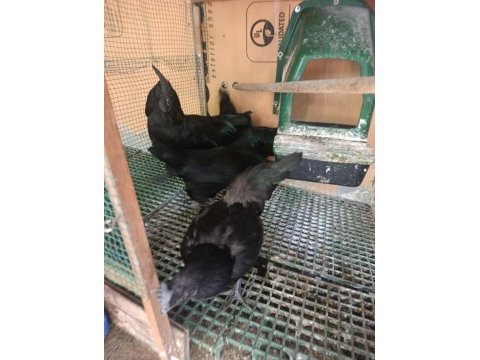 Ayam cemali