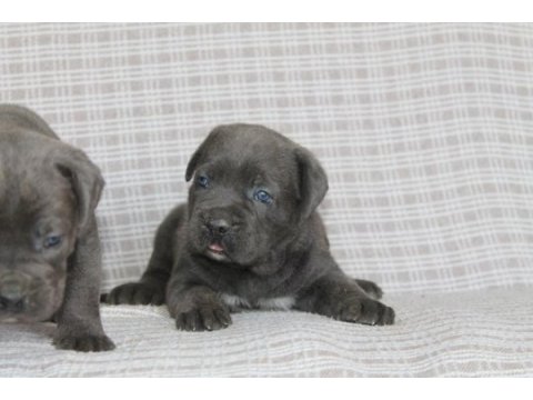 Premium cane corso yavruları