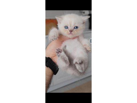 British shorthair kedisi