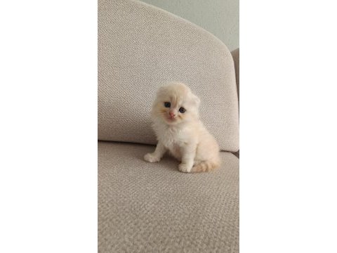 Mavi gözlü sarı top scottish fold