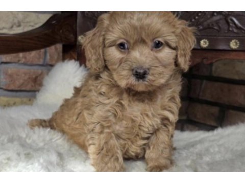 Toy poodle sağlıklı ve bakımlı