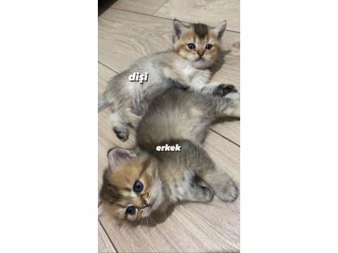 1.5 aylık british shorthair erkek ve dişi