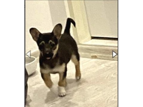 Akıllı chihuahua kızım bella yeni yuvasını arıyor