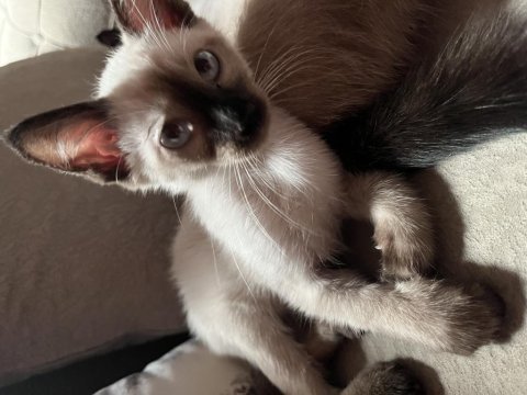 Siyam kedisi erkek yavru