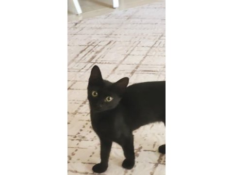 3 aylık erkek kedimiz