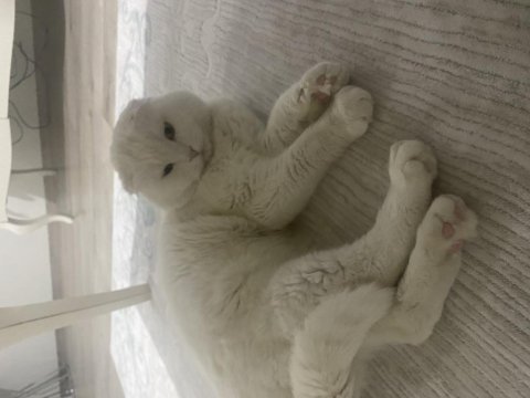 1 aylık scottish fold sahiplendirme