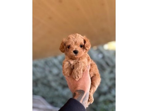 Teacup koyu renkli maltipo  yavrularımız
