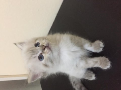 Minik british longhair meleklerim