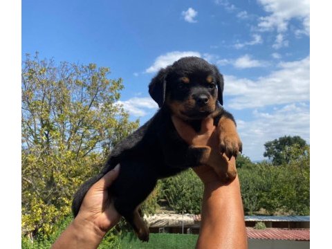 Burkemden a kalite rottweiler yavrumuz