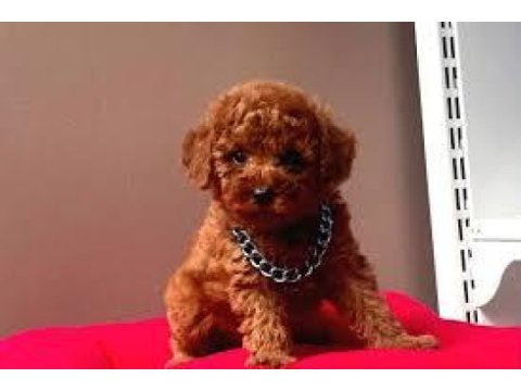Toy poodle dişi ve erkek yavrularımız