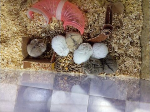 Yavru hamsterlar