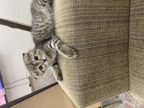 Tatlı bir mia scottish fold
