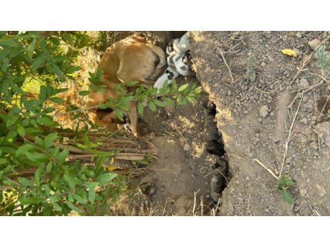 Lütfen yavru köpekleri sahiplenelim