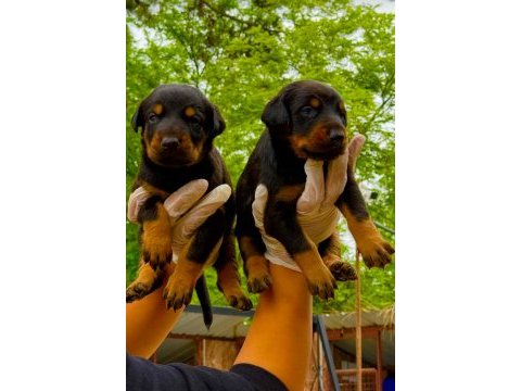 Doberman yavrularımız