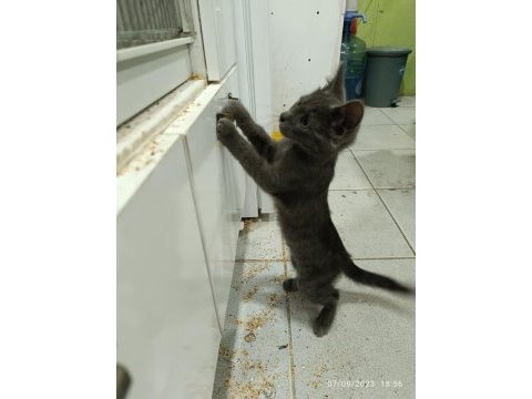 2.5 aylık erkek russian blue