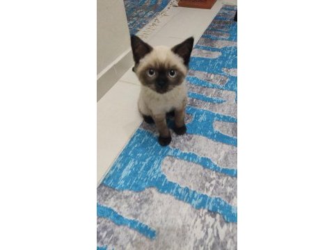Yavru scottish oyuncu kedi