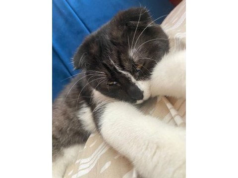 9 aylık scottish fold oğlum yuva arıyor