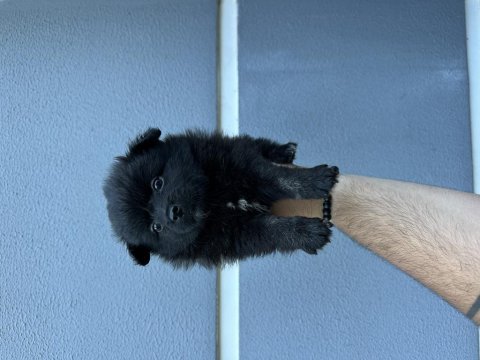 A kalite sağlıklı uygun pomeranian